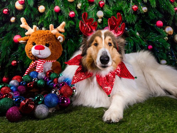 елка, елочные игрушки, игрушка, колли, новый год, олень, пес, праздник, собака, украшения, шарики