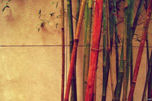 Обои на рабочий стол: бамбук, разный, стена, цветной