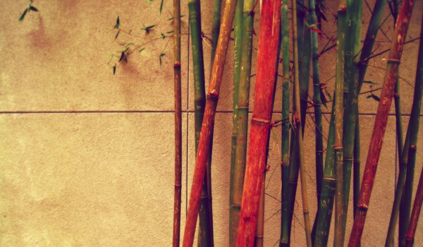 Обои на рабочий стол: бамбук, разный, стена, цветной