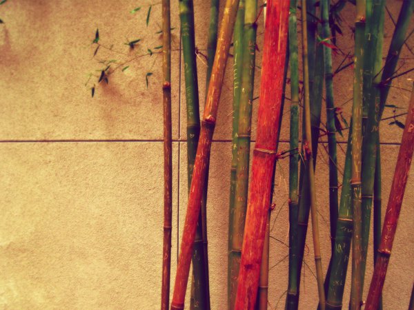 бамбук, разный, стена, цветной