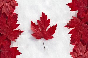 Обои на рабочий стол: канада, клён, листья, снег, флаг