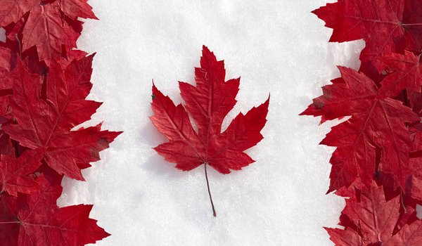 Обои на рабочий стол: канада, клён, листья, снег, флаг