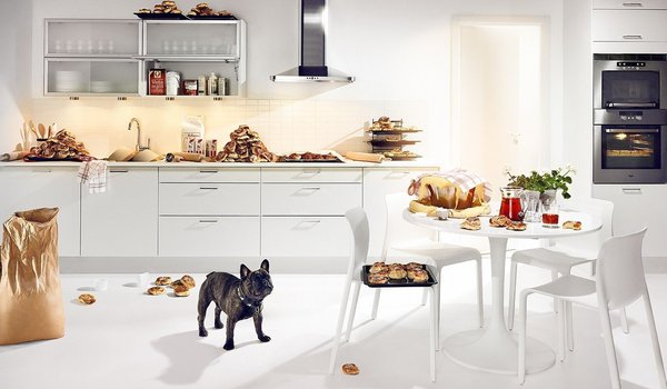 Обои на рабочий стол: белый, еда, кухня, собака