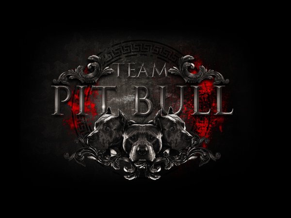 logo, mixed martial arts, mma, team pit bull, бойцовский клуб, команда, лого, логотип, питбули, смешанные единоборства