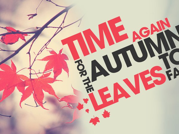 time to fall, ветка, время года, листья, осень