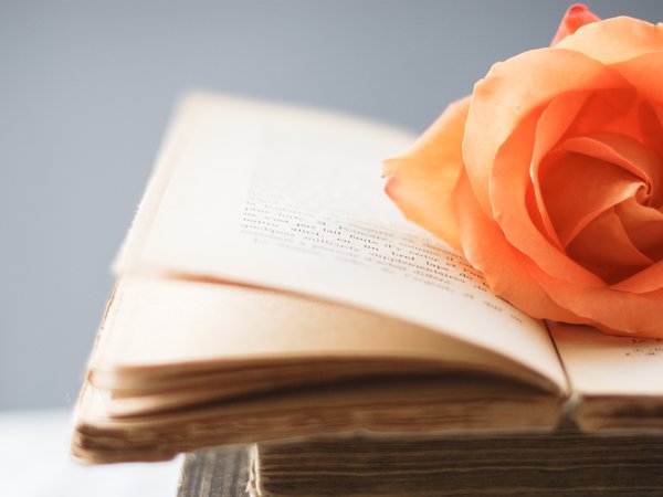 wallpapers, книга, книжка, обои, оранжевый, роза, стиль, страницы, фон, цветочек, цветы
