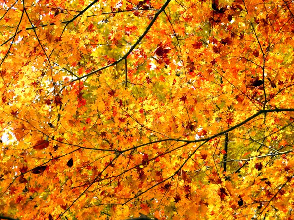 ветки, дерево, клён, крона, листья, осень