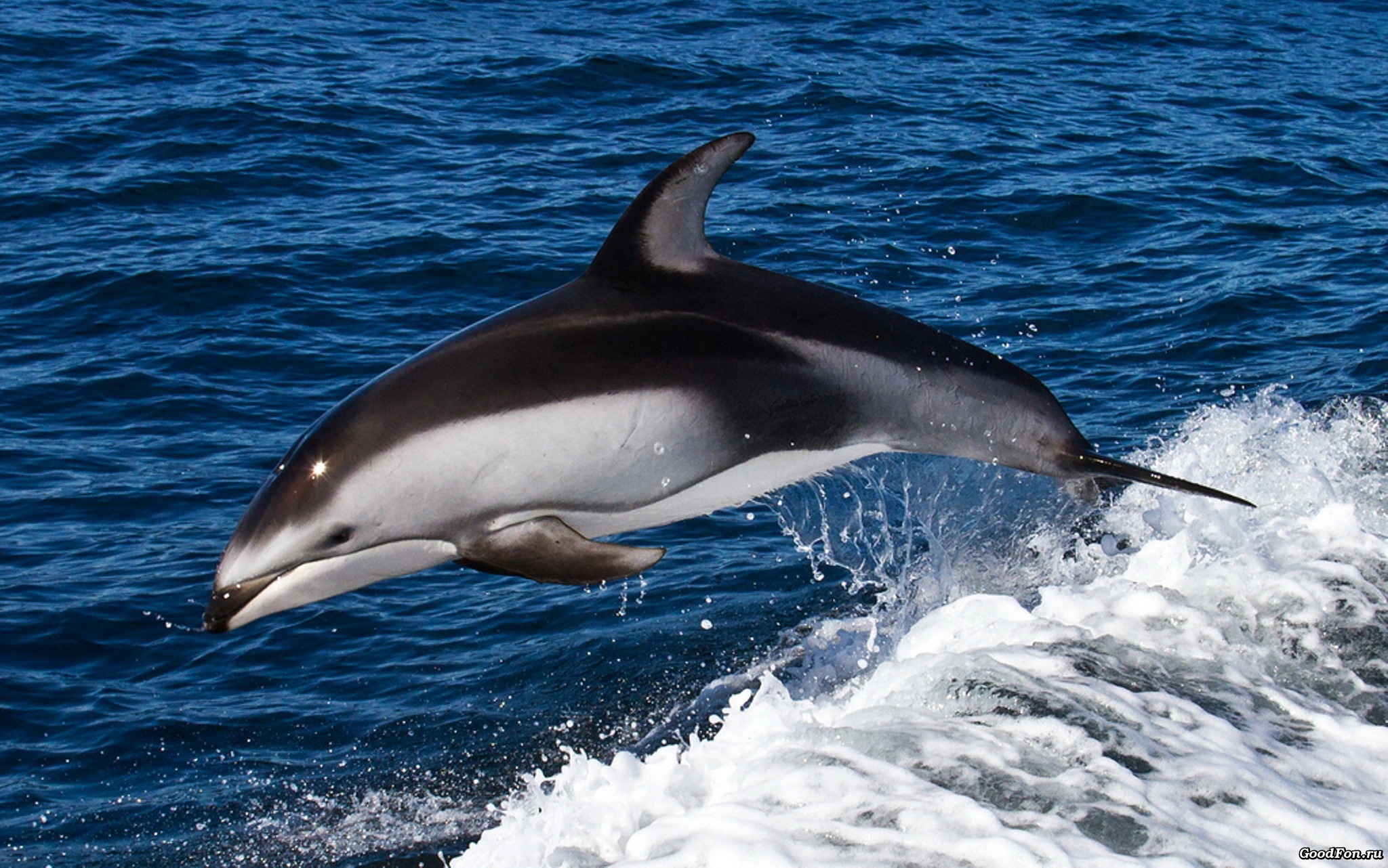 природа дельфины животные скачать