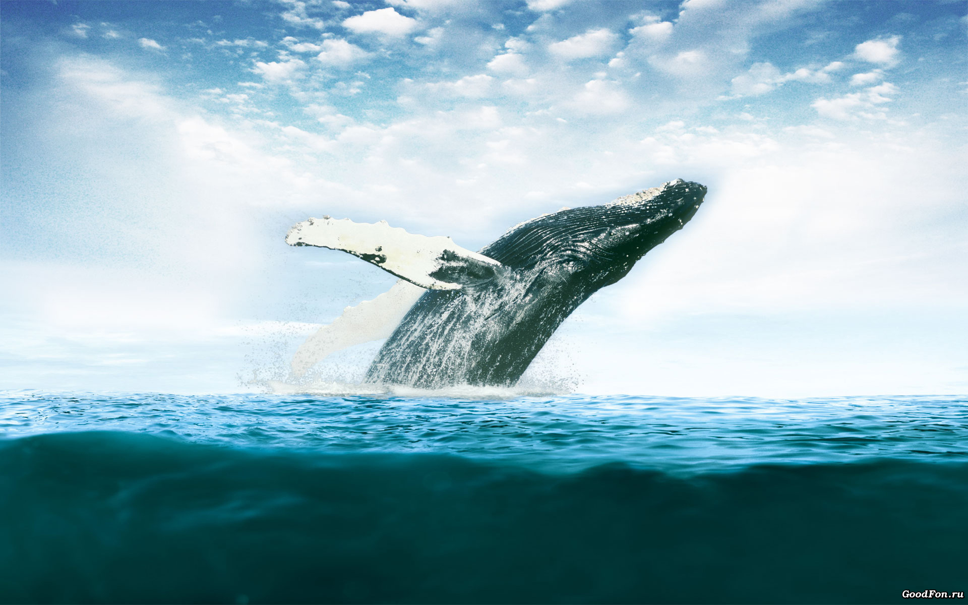 синий кит море небо загрузить