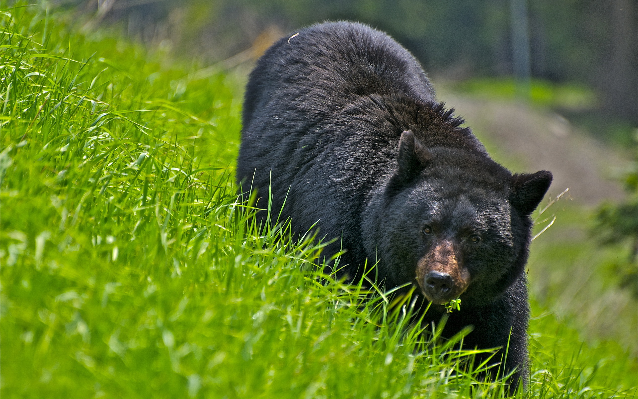 медведь, природа, трава