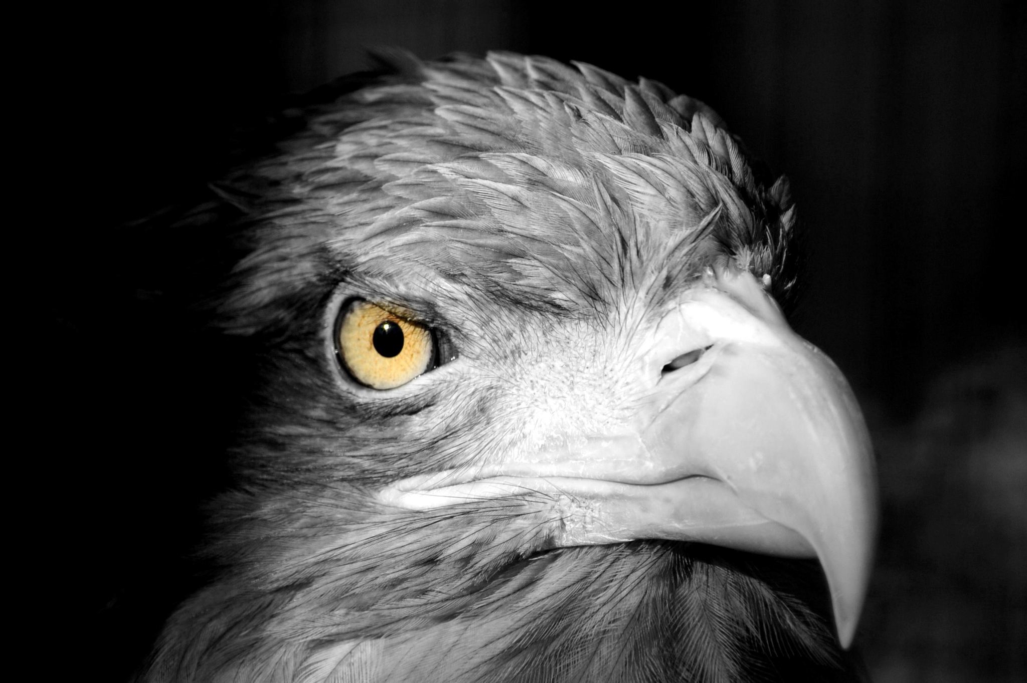орел взгляд клюв eagle view the beak без смс