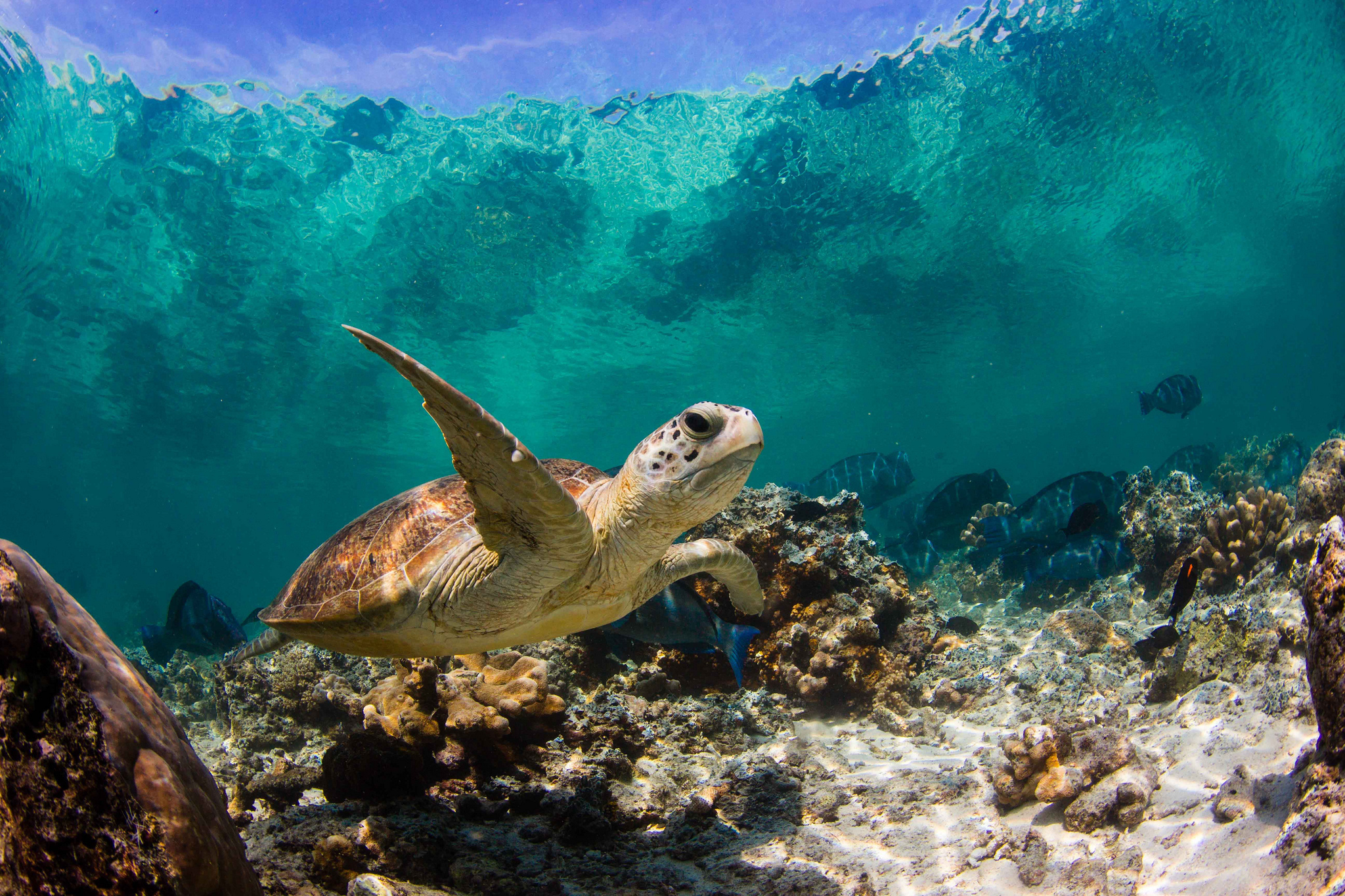черепаха океан подводный без смс