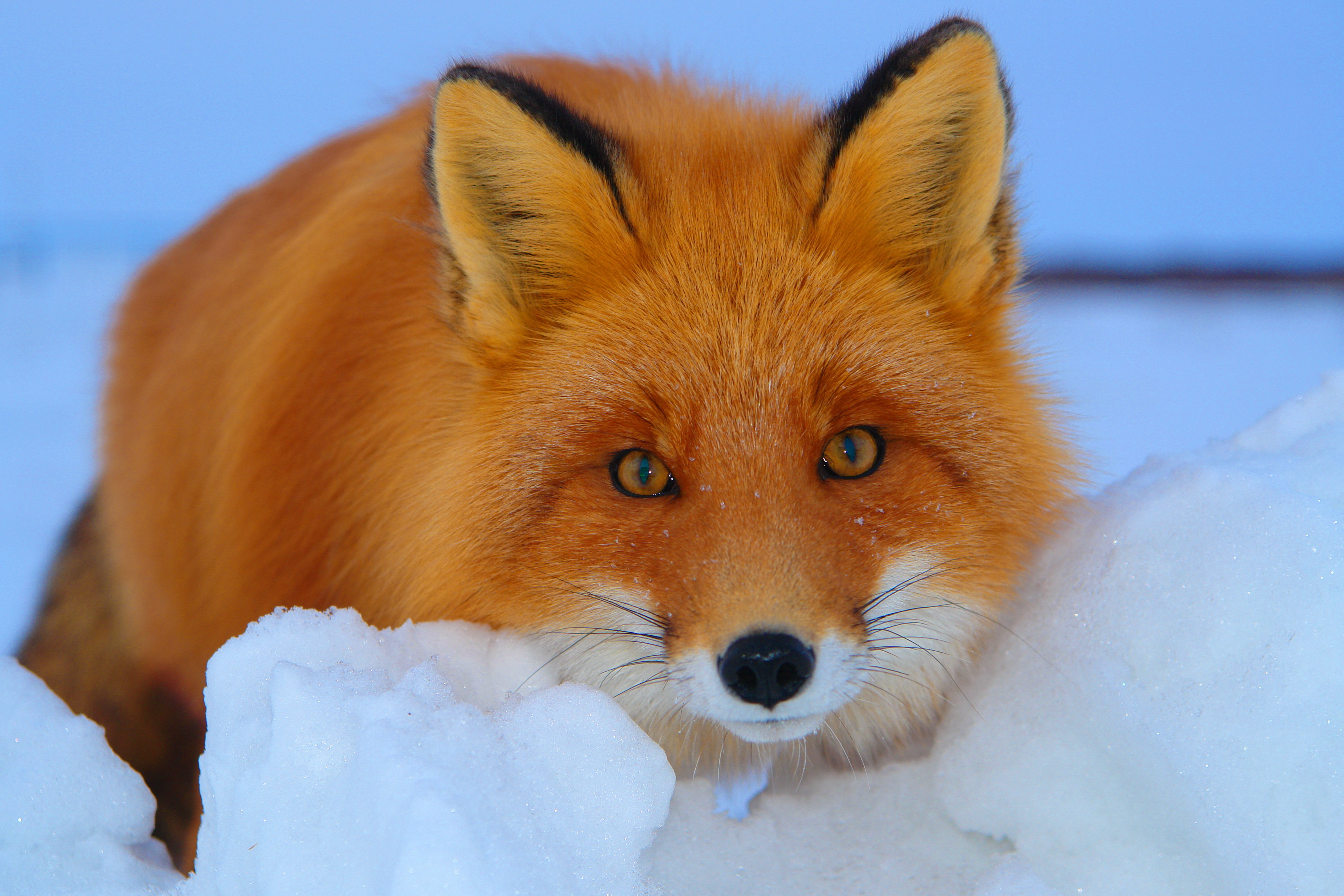 лиса природа животное снег зима загрузить