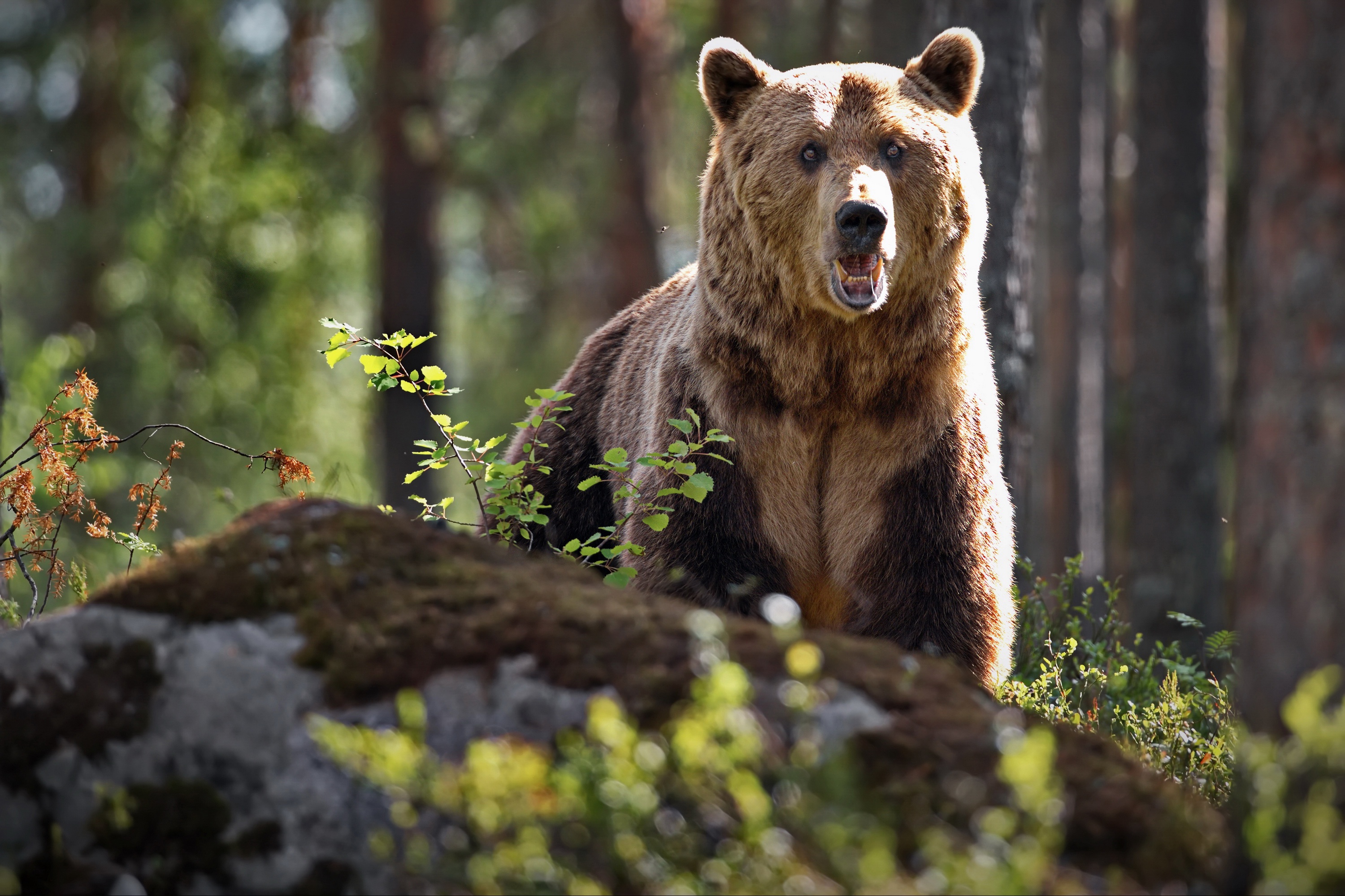 Медведь. Аляскинский бурый медведь. Сихотэ Алинь медведь. Бурый медведь Сихотэ Алинь. Млекопитающие бурый медведь.