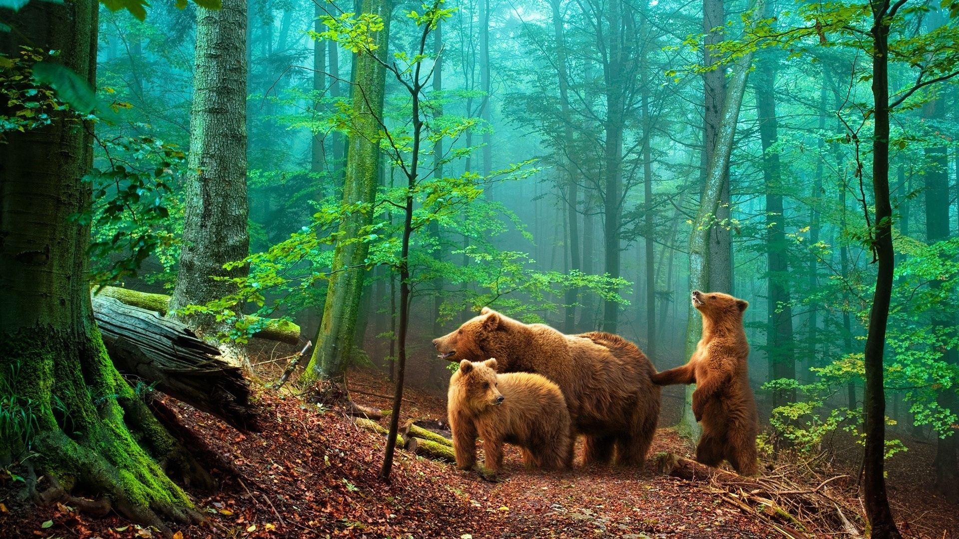 лес, медведи, мишки в лесу