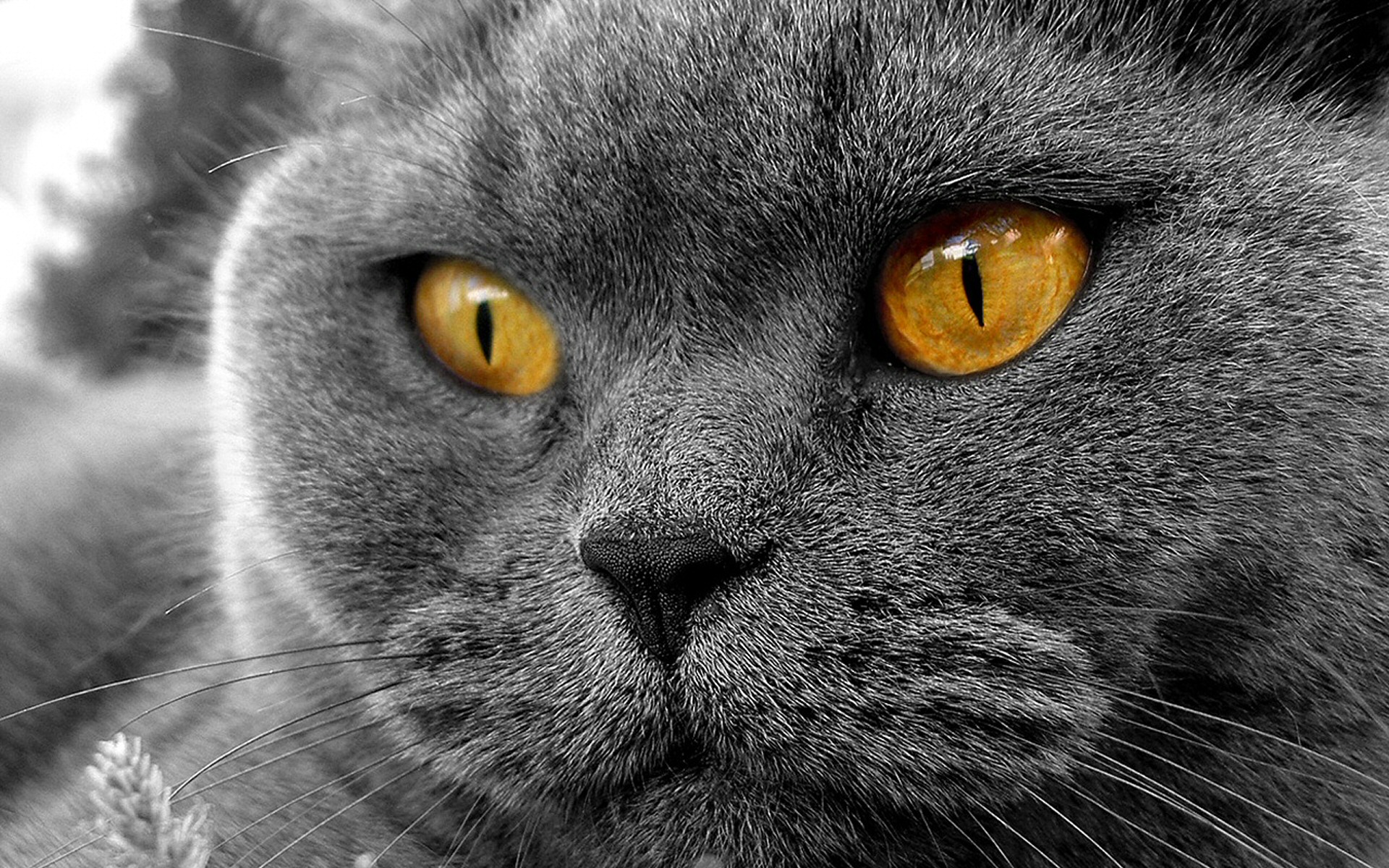 британский кот глаза без смс