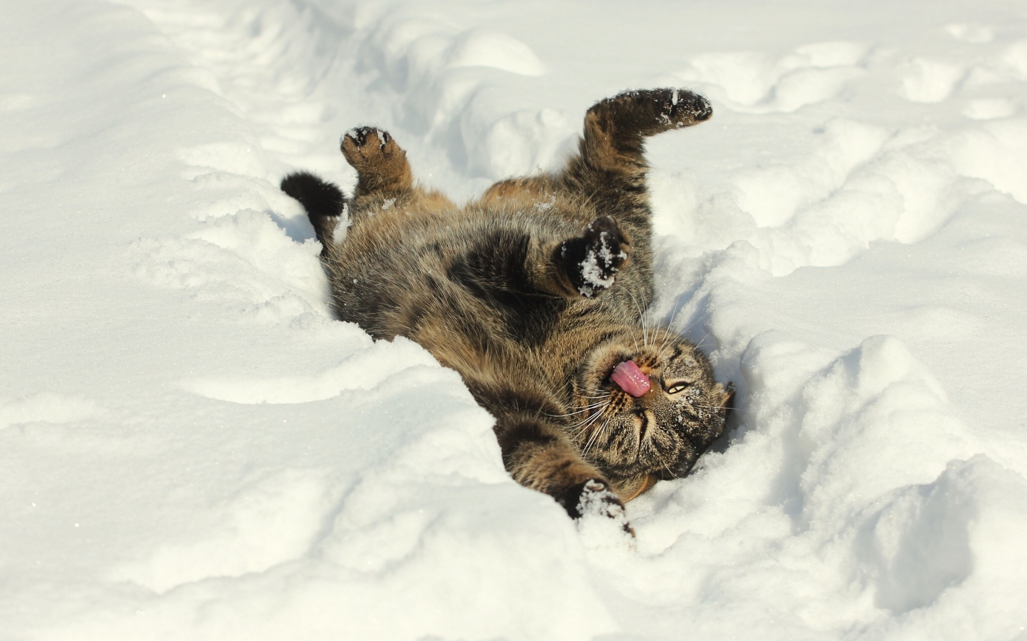 Кот на снегу скачать