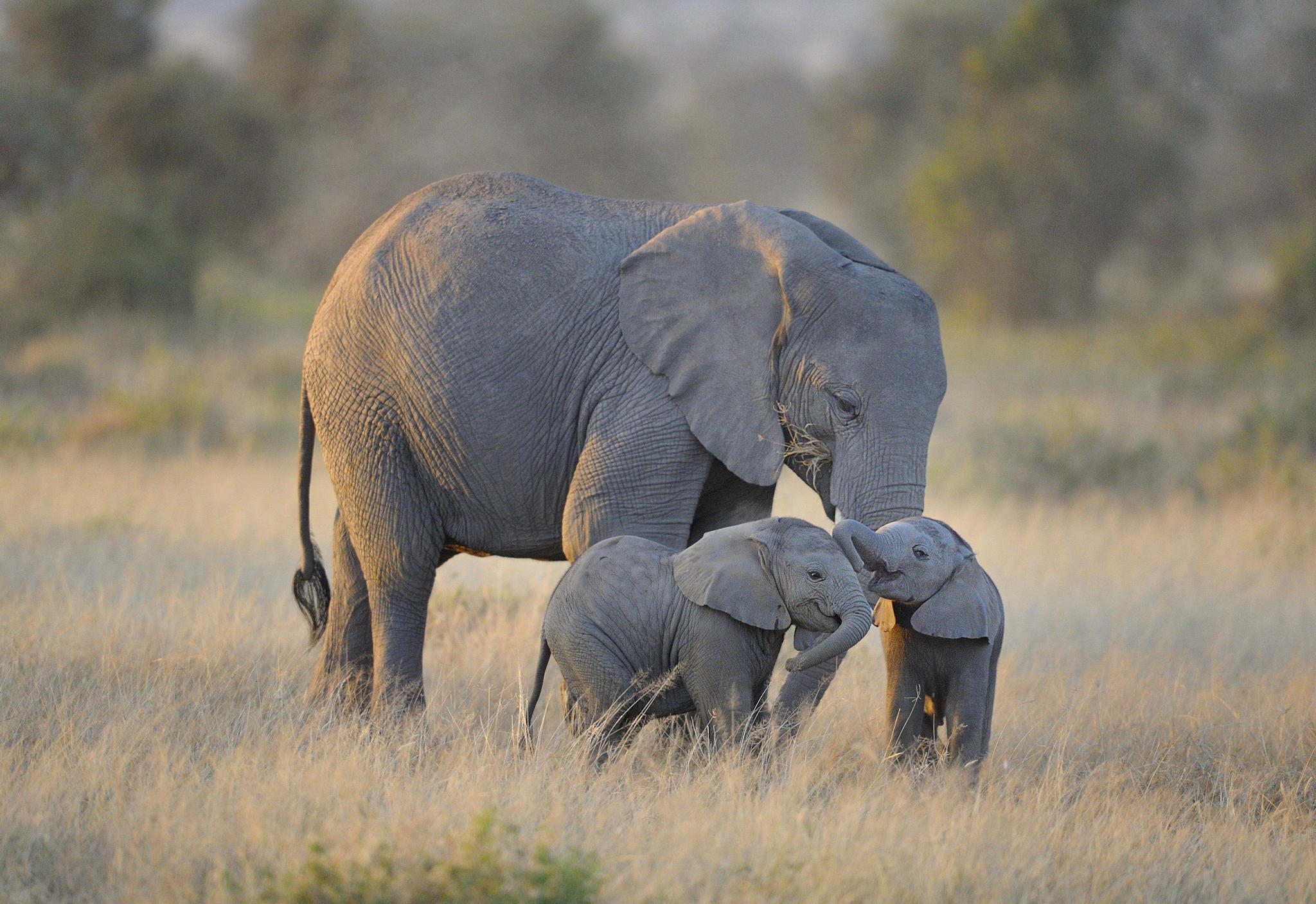 Слоненок с мамой загрузить