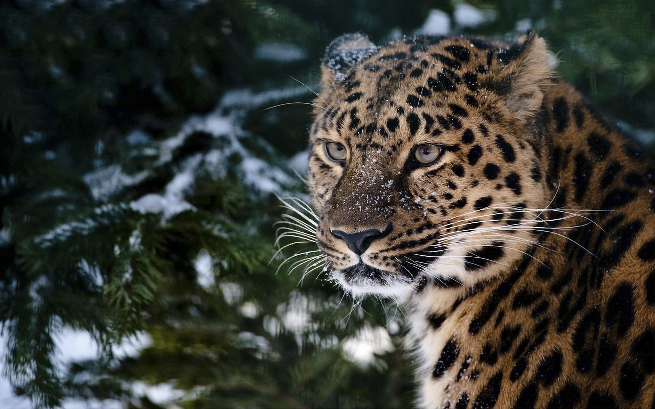леопард на снегу загрузить