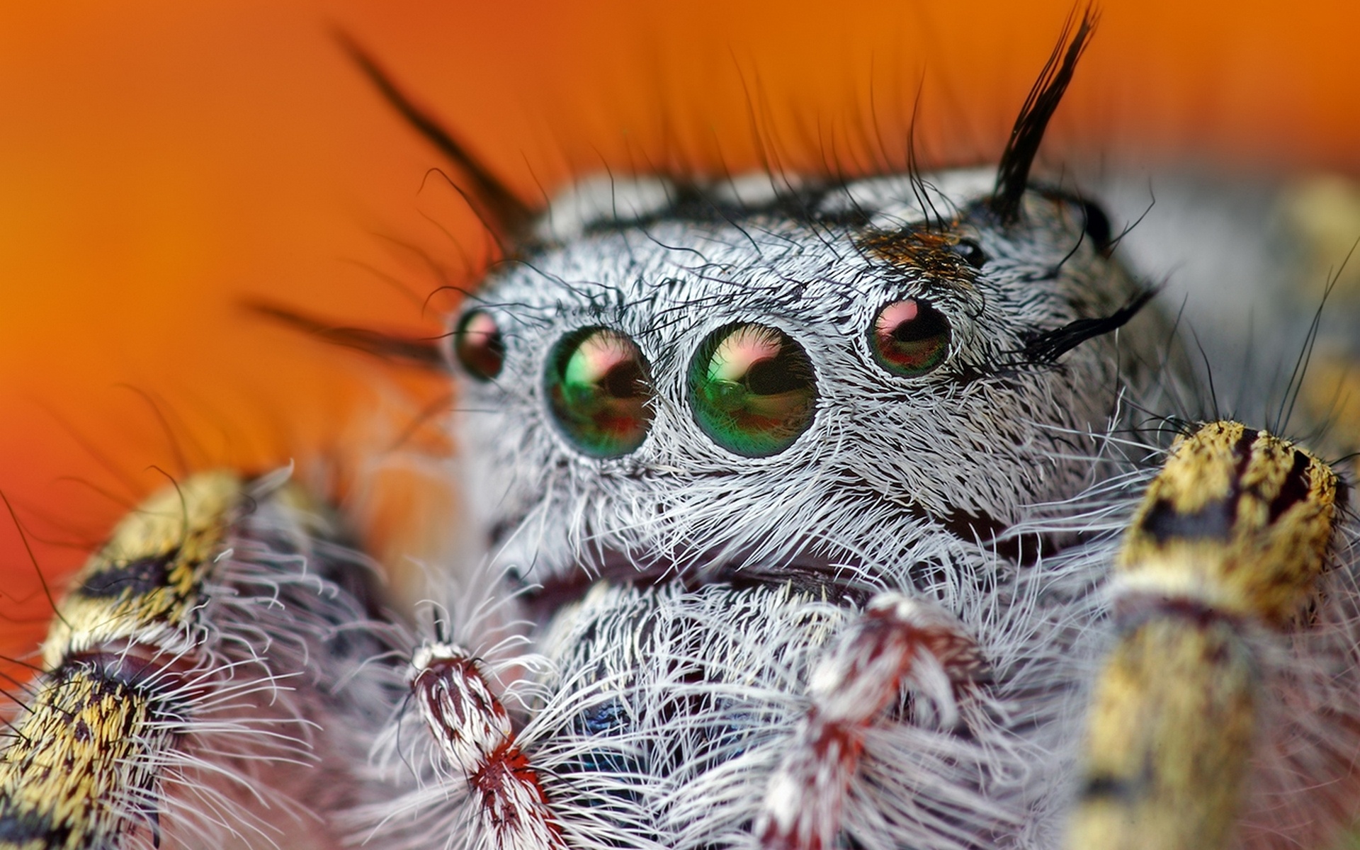 природа животные насекомое макро глаза без смс