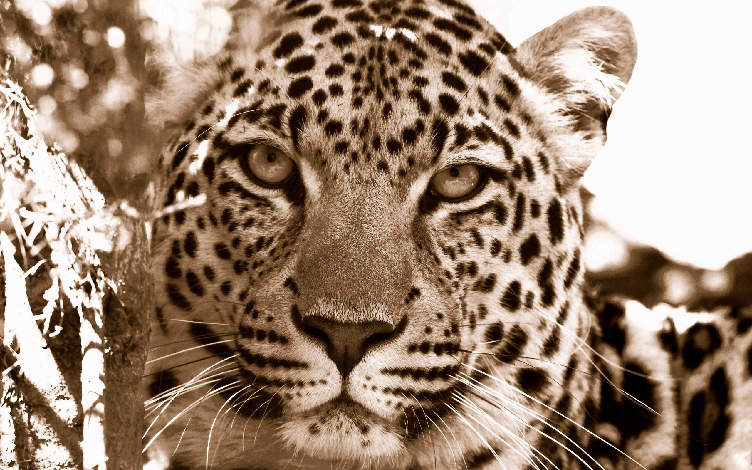 леопард морда взгляд скачать