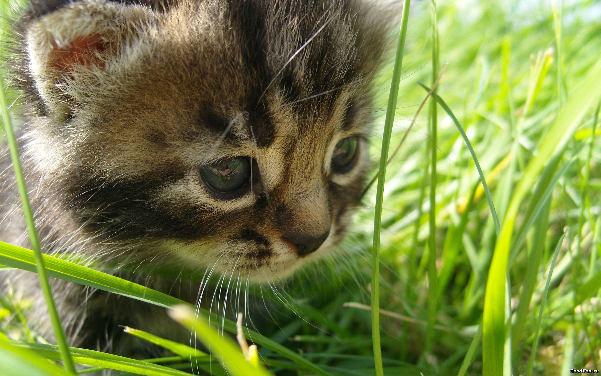 baby, cat, grass, in, the