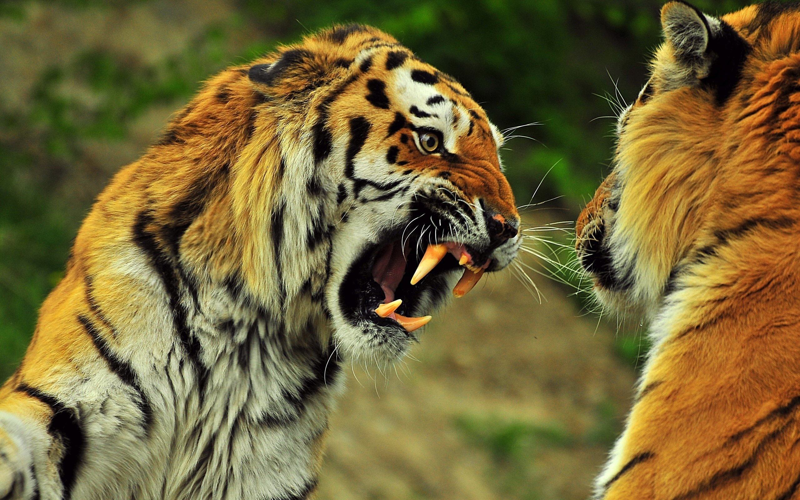 Тигры рык оскал зубы клыки бесплатно