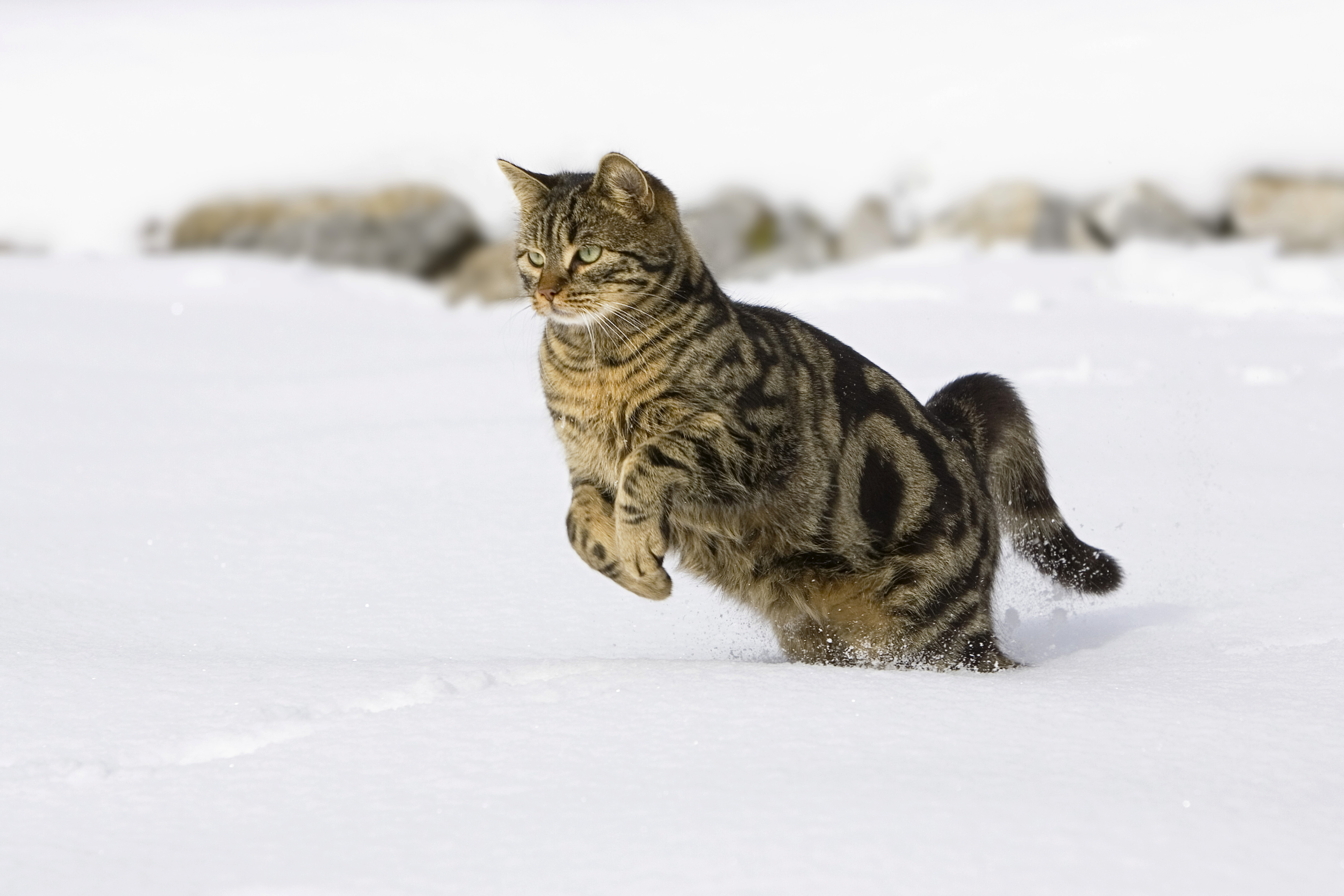 природа животные кот снег скачать