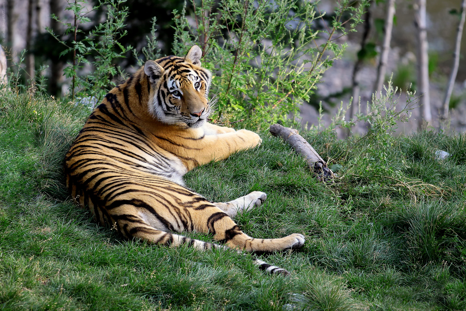Тигр в траве скачать