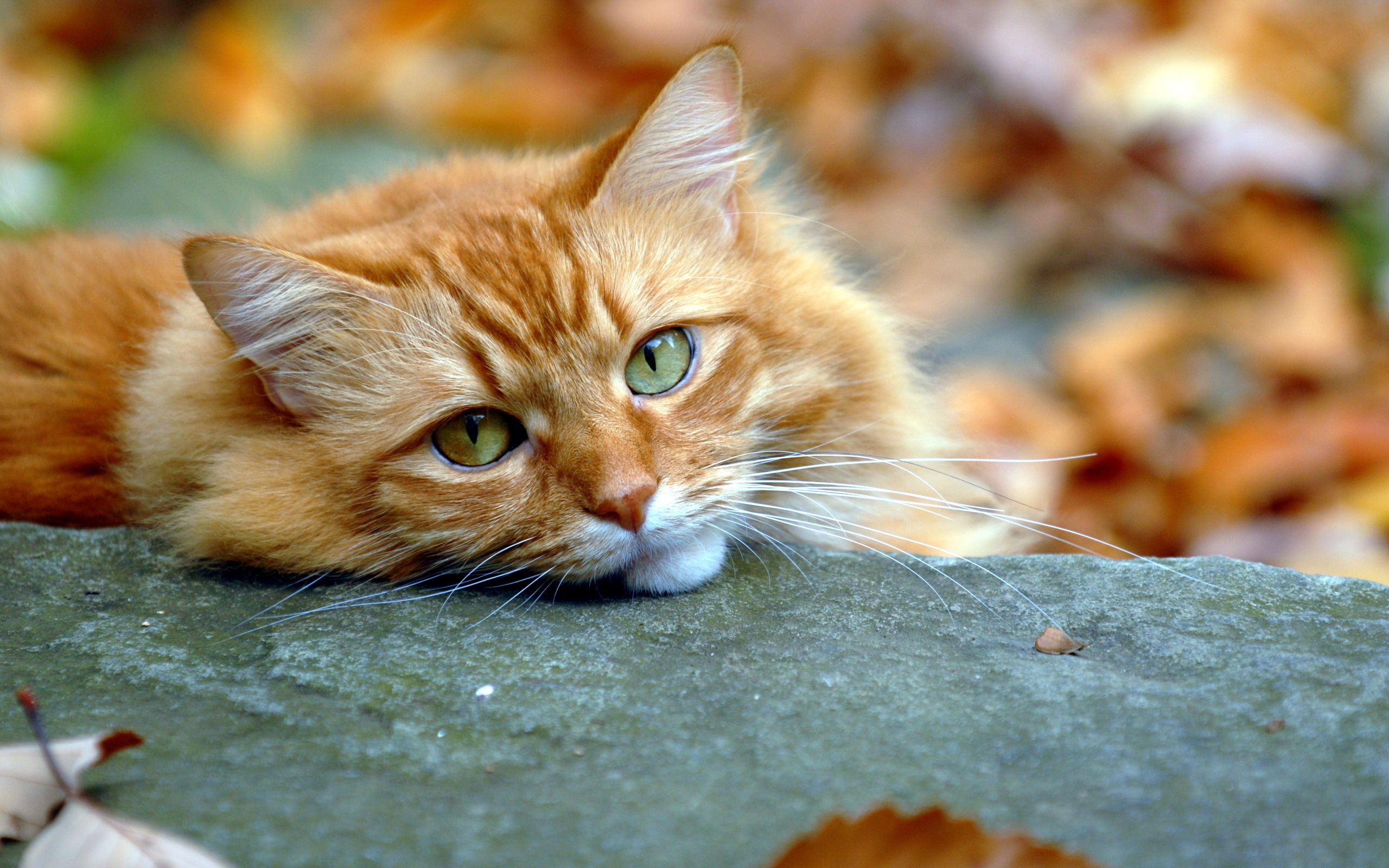 Котенок под большими листьями скачать