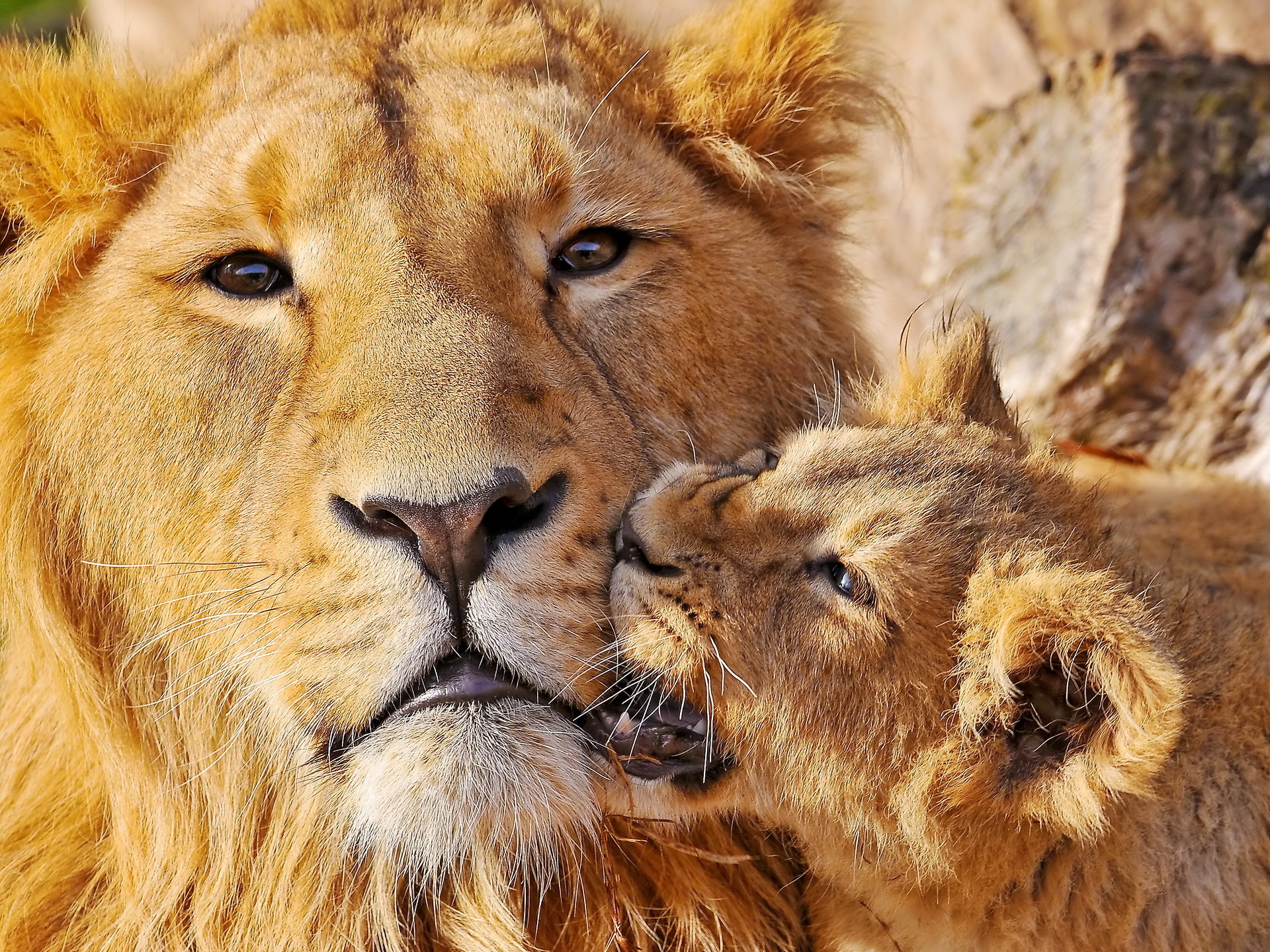 Любовь, львы бесплатно