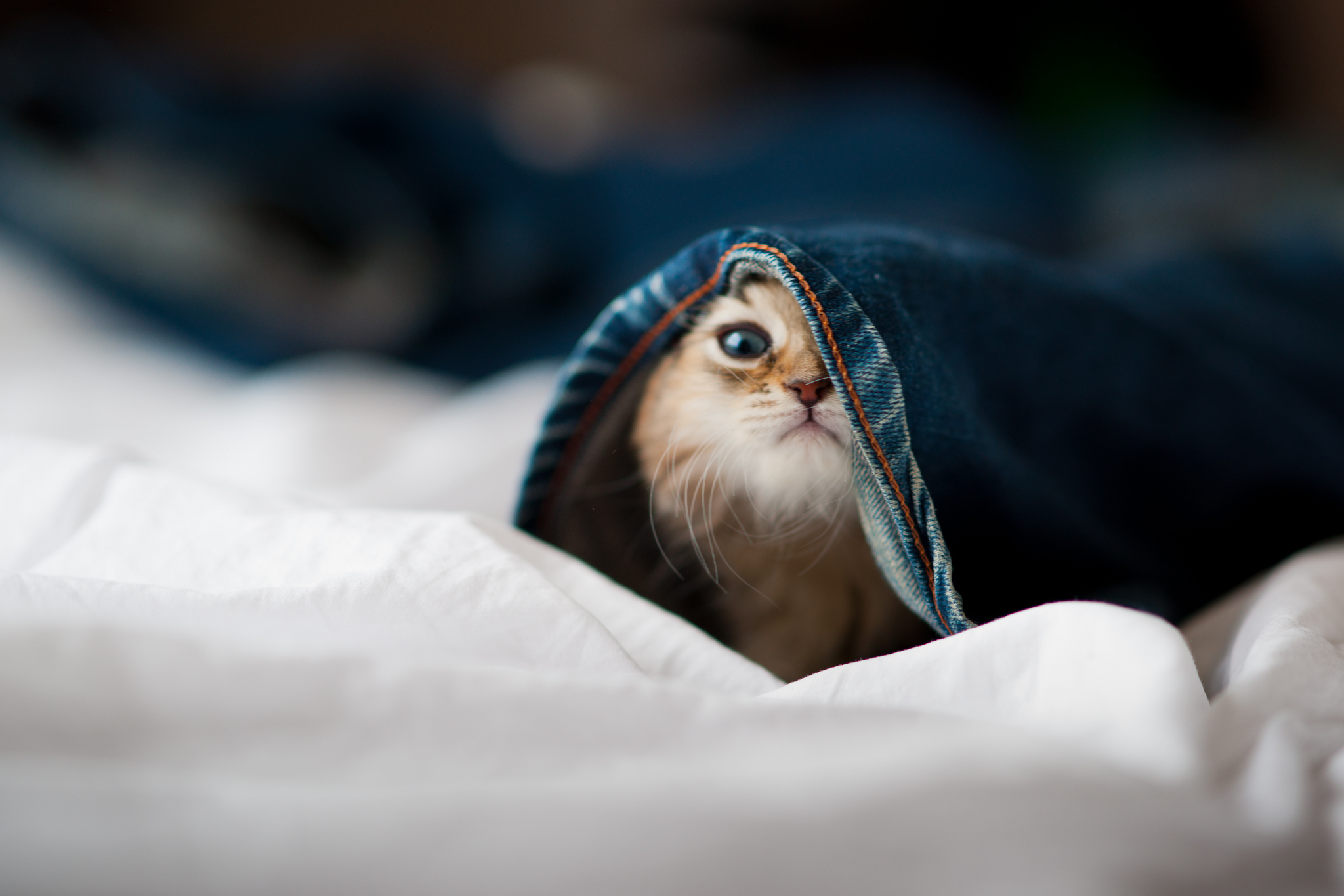 природа животные кот котенок джинсы клапузенак nature animals cat kitten jeans clausing загрузить