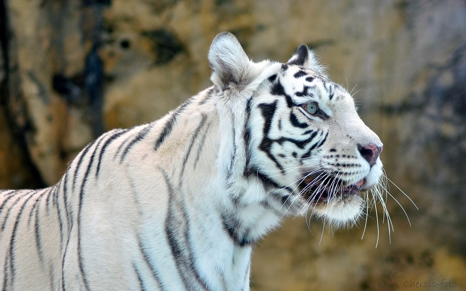 природа животные белый тигр бесплатно