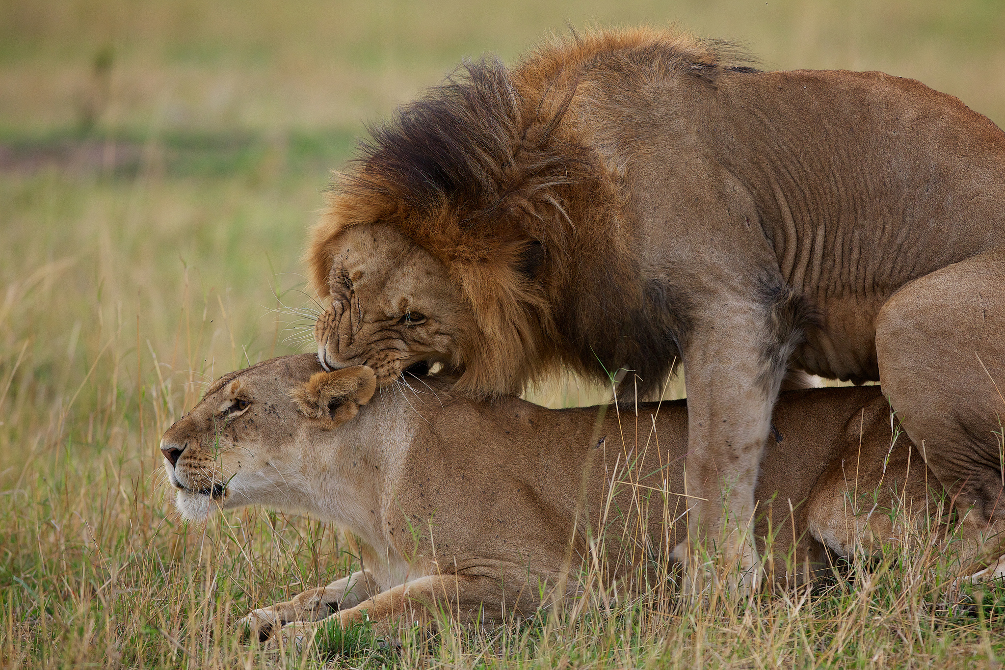 Спаривание больших. Спаривец Лев львица. Лев и львица любовь. Пары животных. Лев и львица картинки.