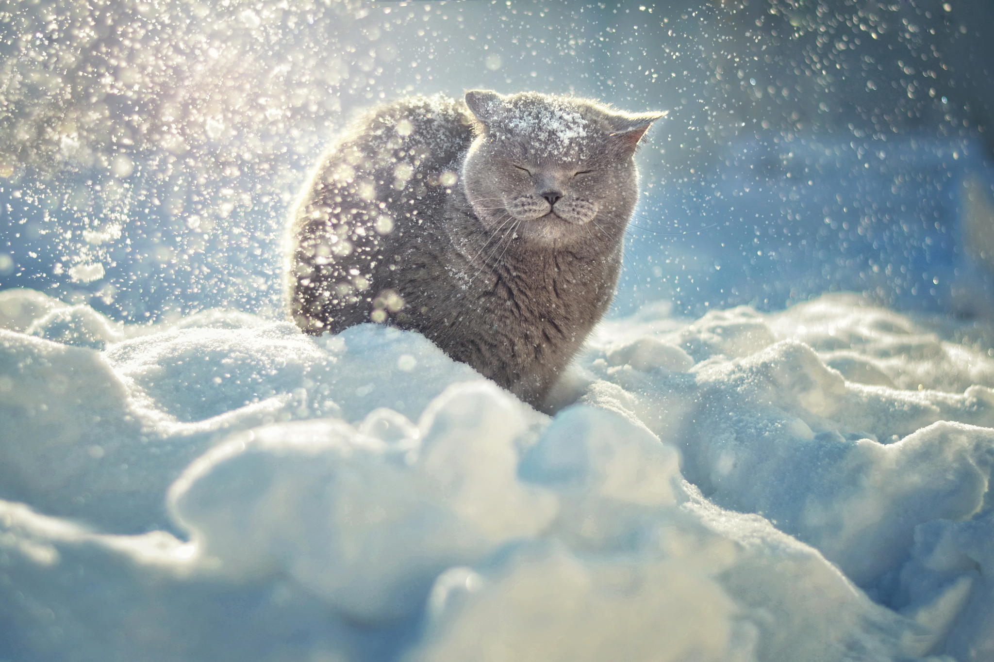 девочка, зима, кот, снег загрузить