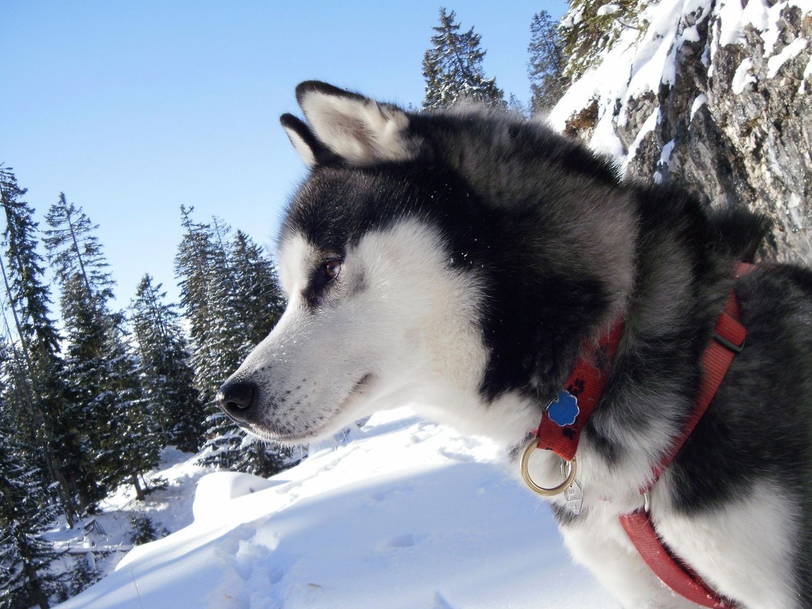 Сибирский Хаски собака животное природа бесплатно