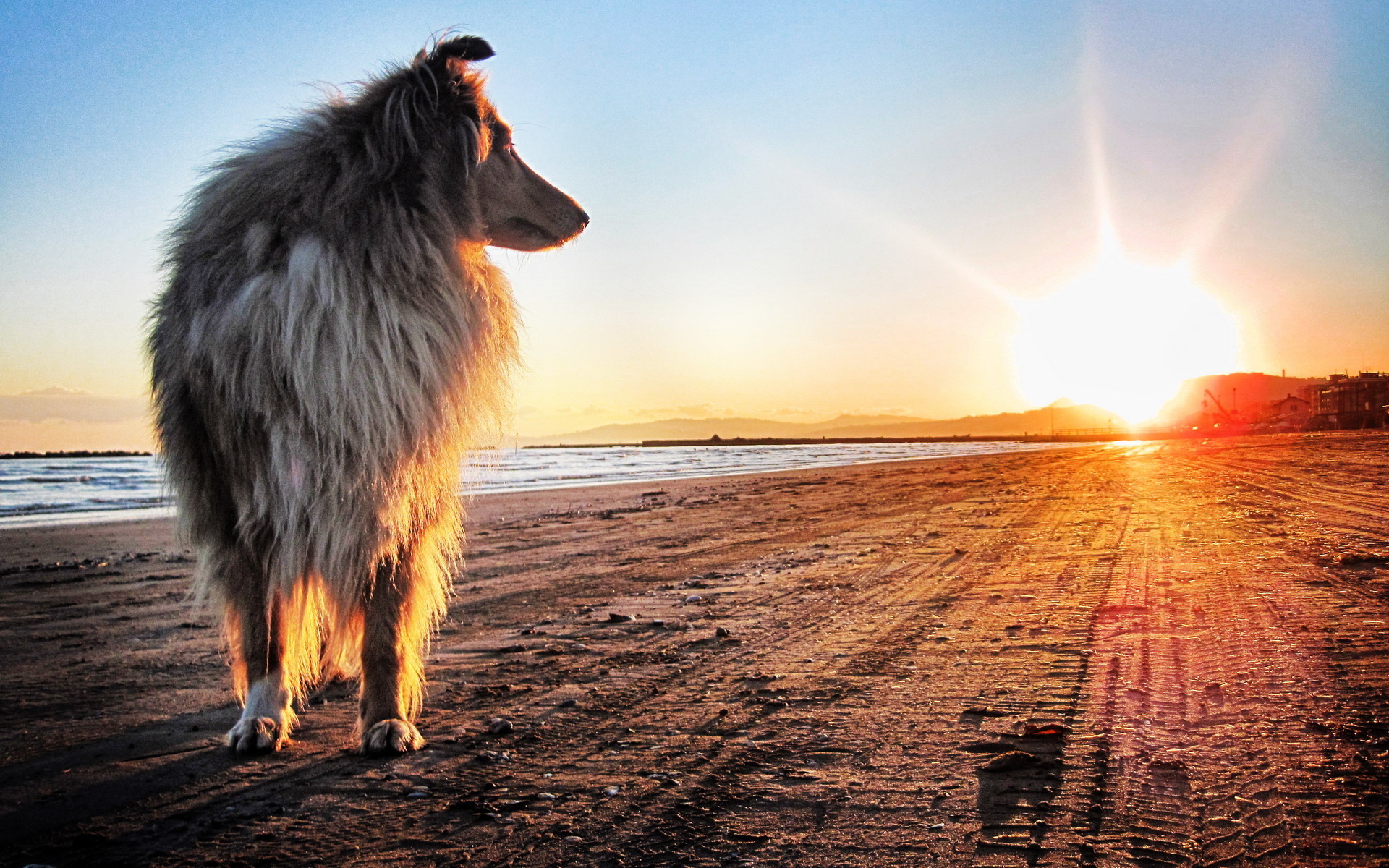 собака закат животное берег море скачать