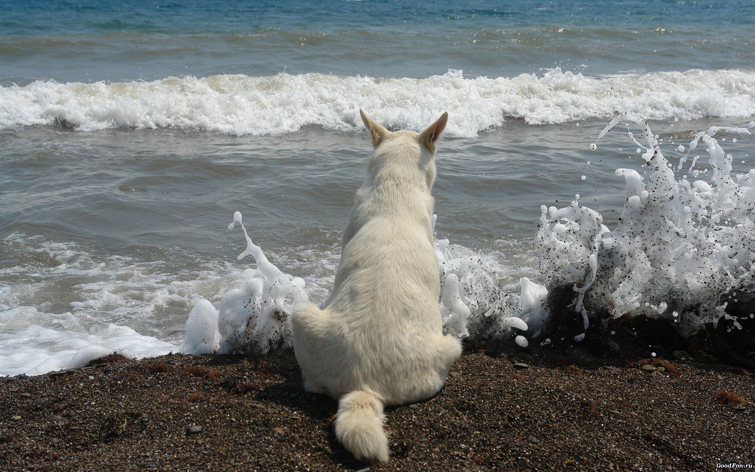 собака море берег песок прибой загрузить