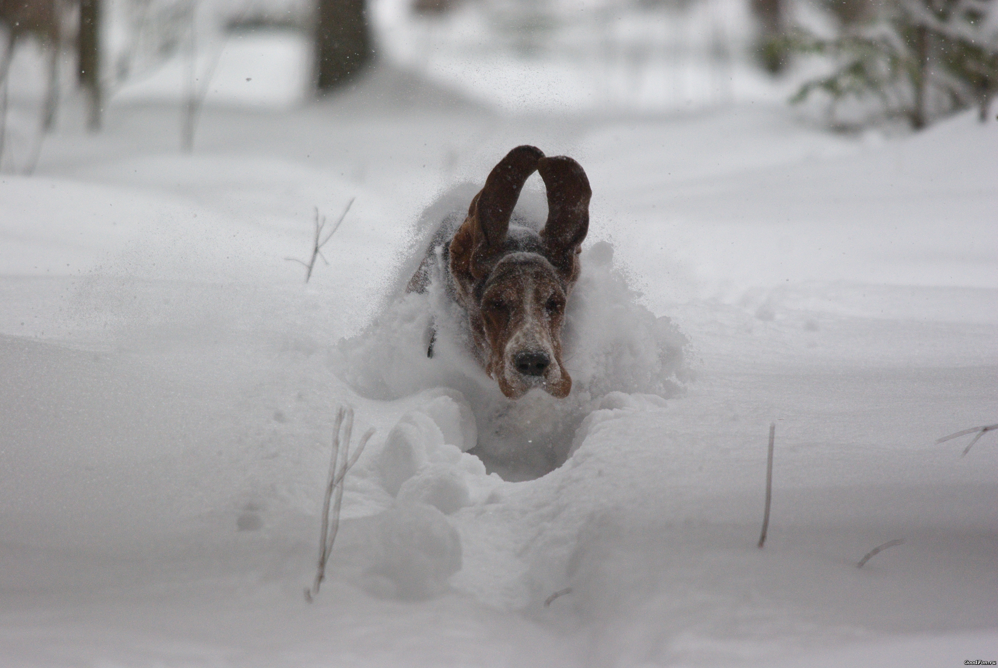 рыжая собака посреди снега скачать