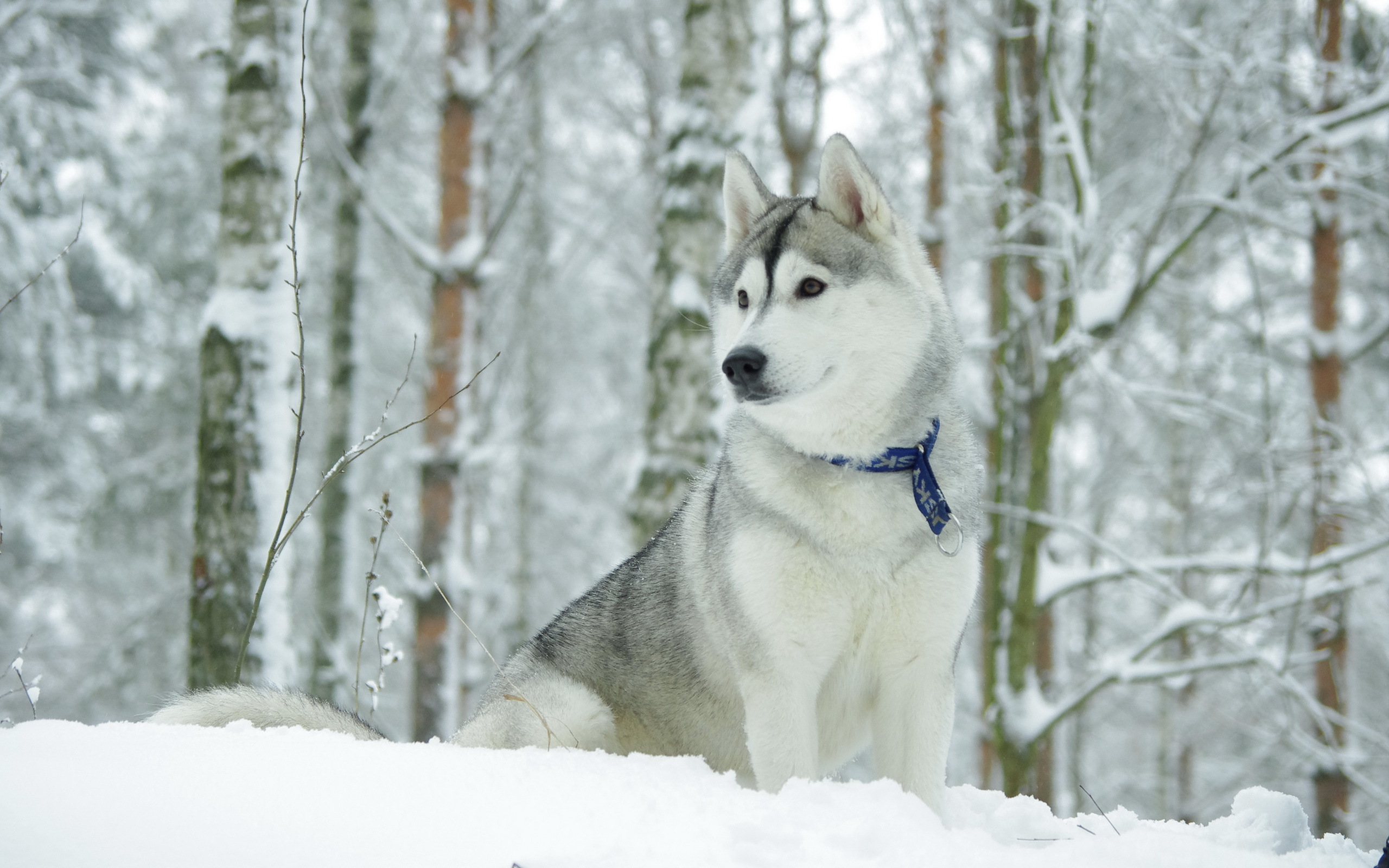 природа собака белая зима загрузить