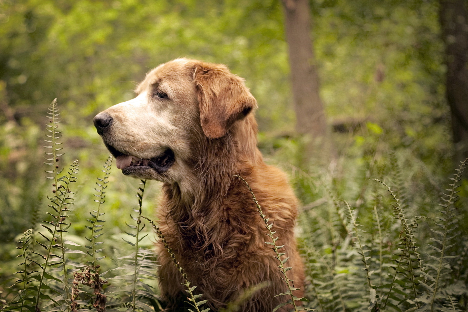 природа собака трава деревья животное скачать