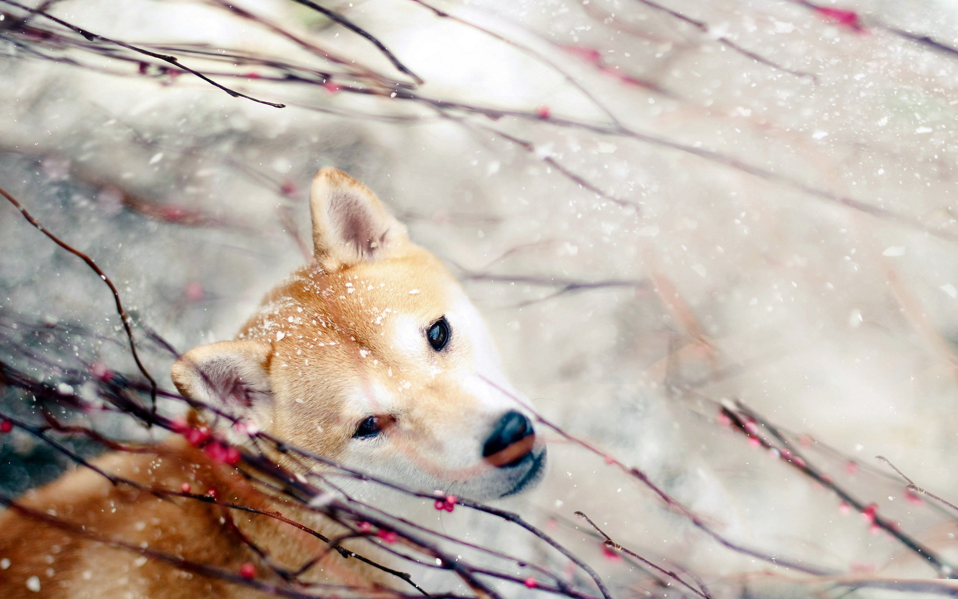природа животные зима собака скачать