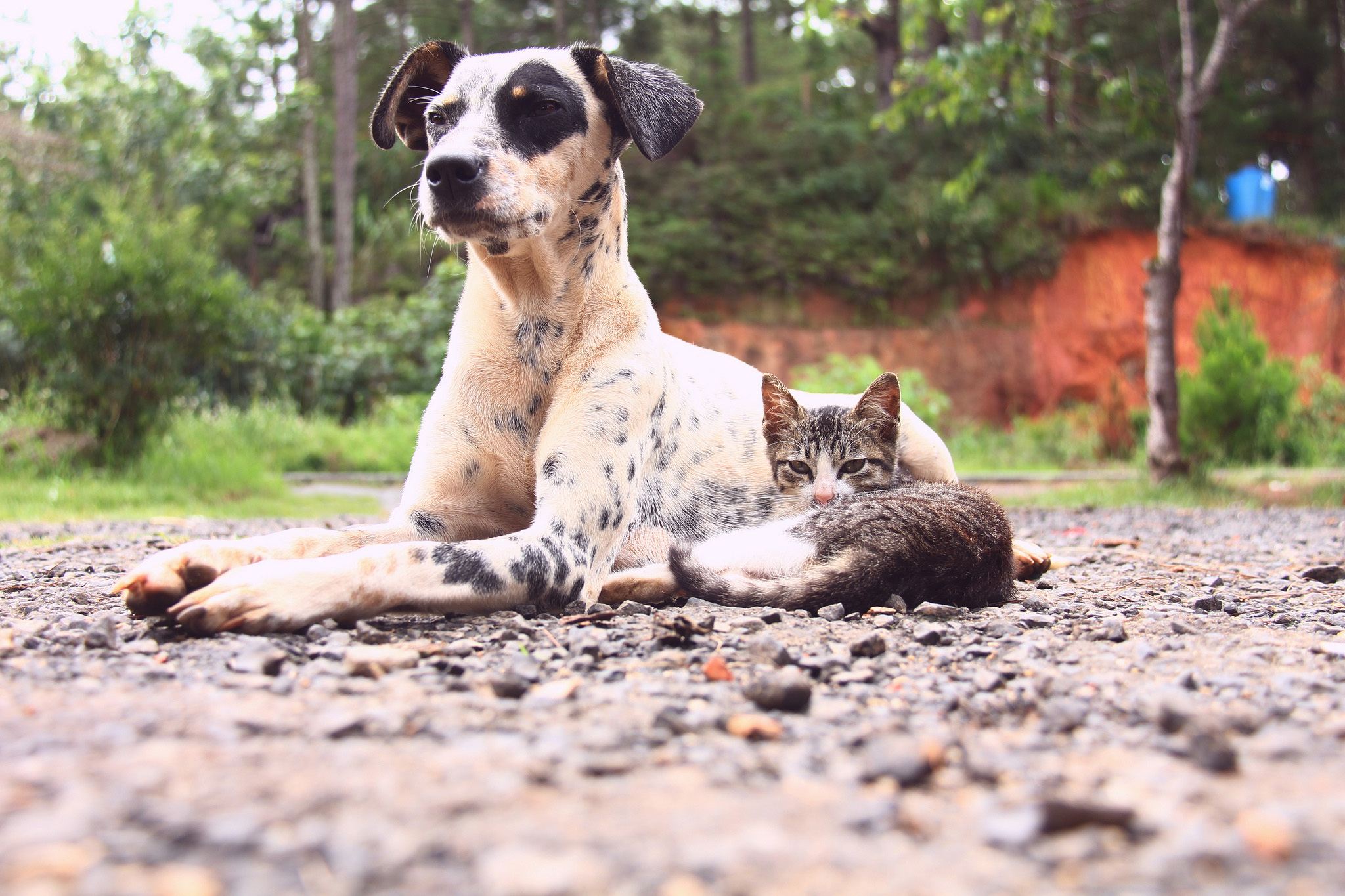 Cat in a dogs world. Кошки и собаки. Пятнистая собака. Кот и собака друзья. Обои на рабочий стол собаки.
