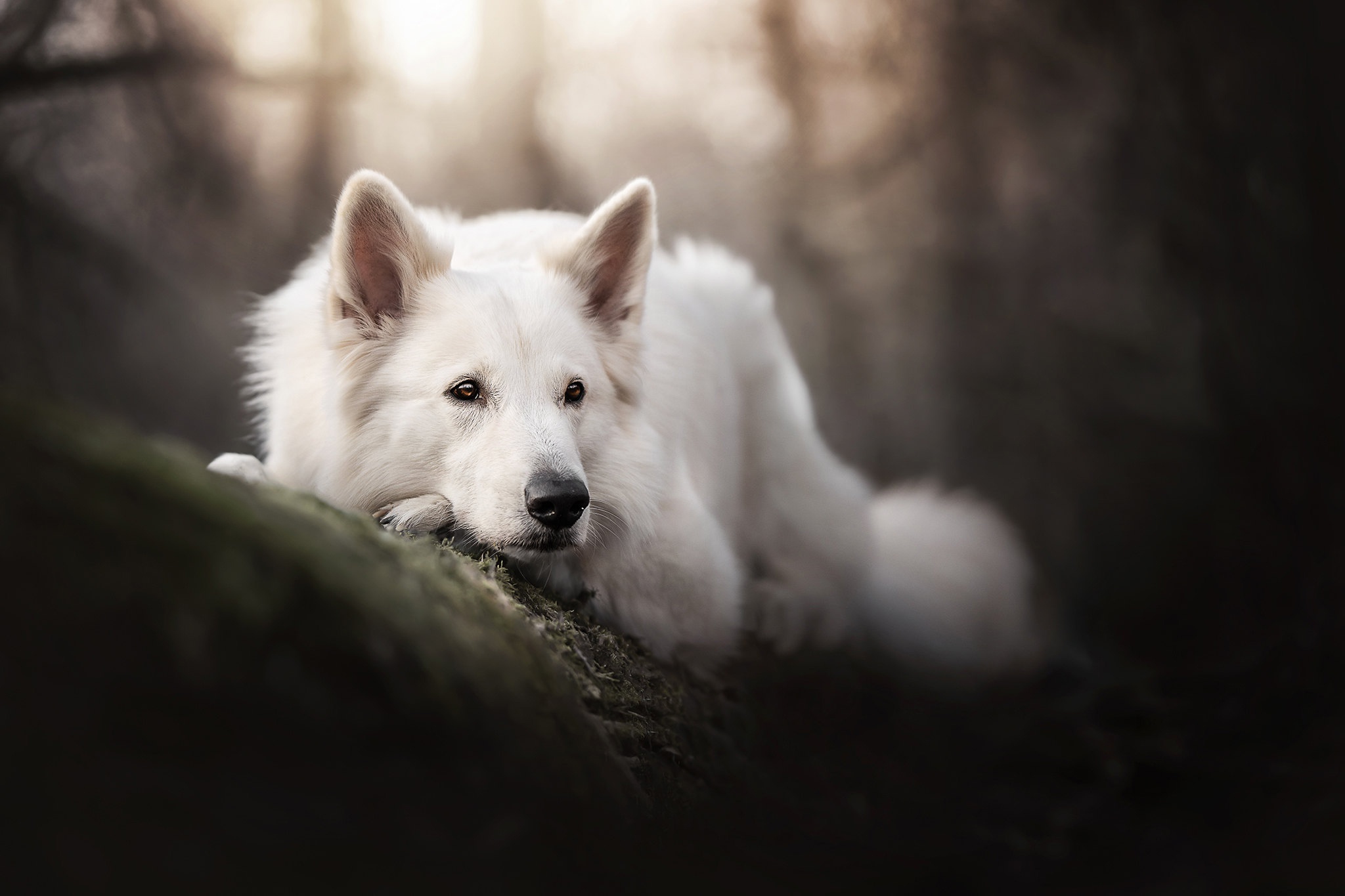 Белая швейцарская овчарка, боке, морда, собака