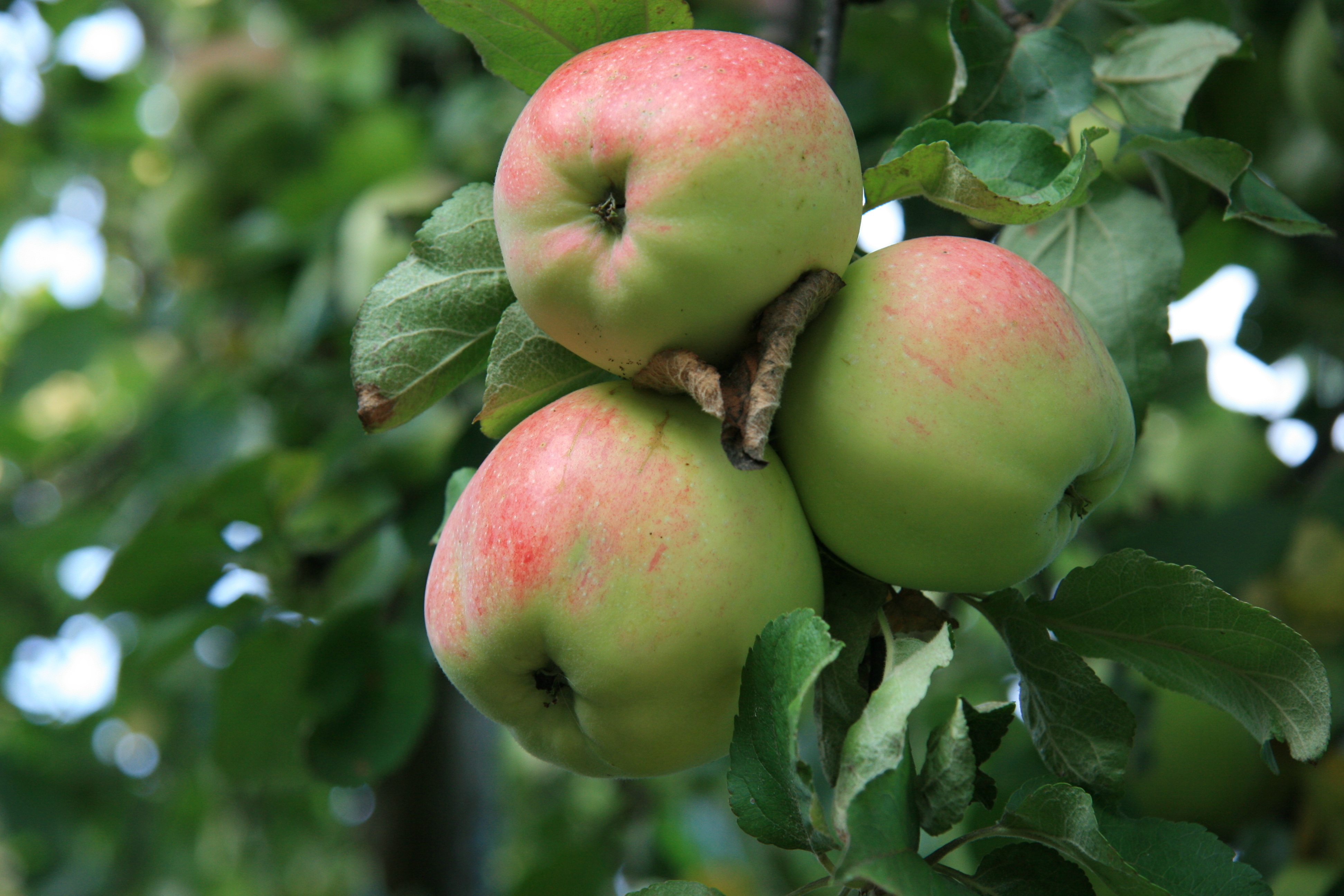 природа дом гора яблоня без смс