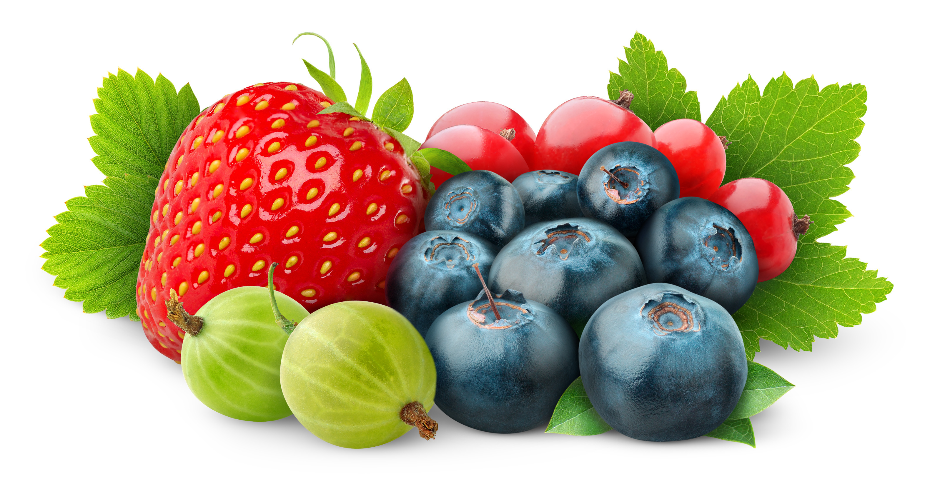 графика ягоды graphics berries бесплатно