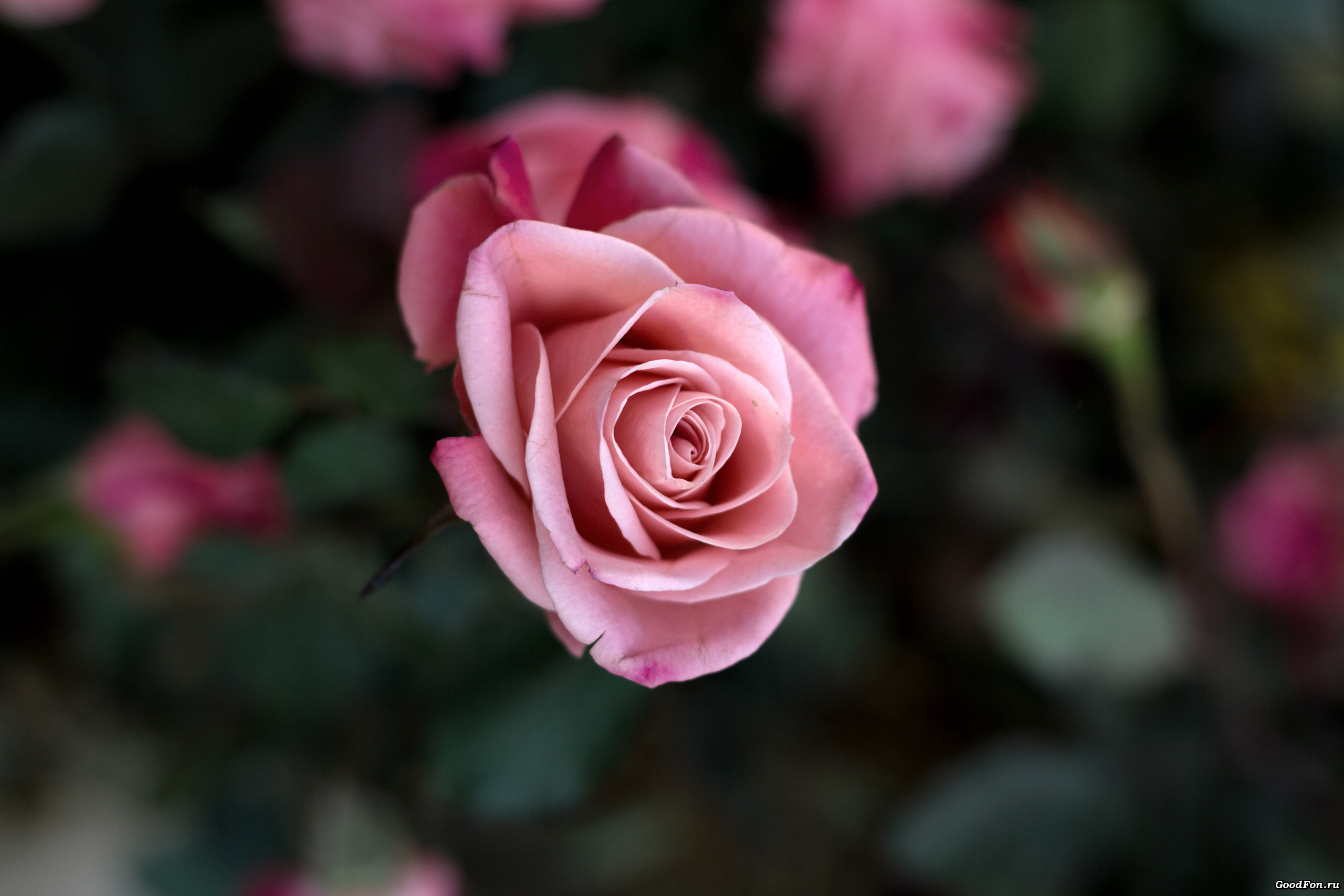 роза цветок материал без смс