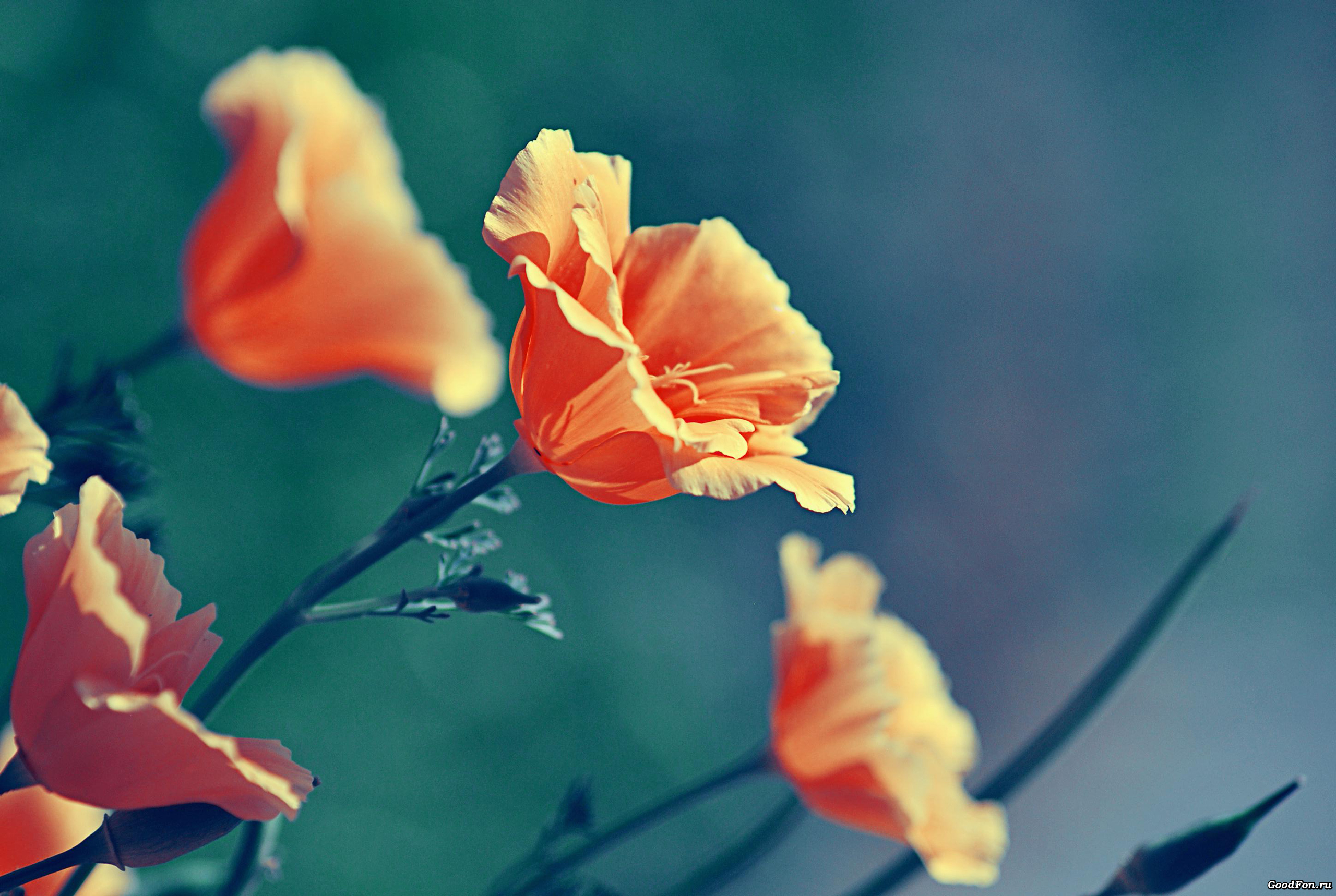 цветы оранжевые природа без смс