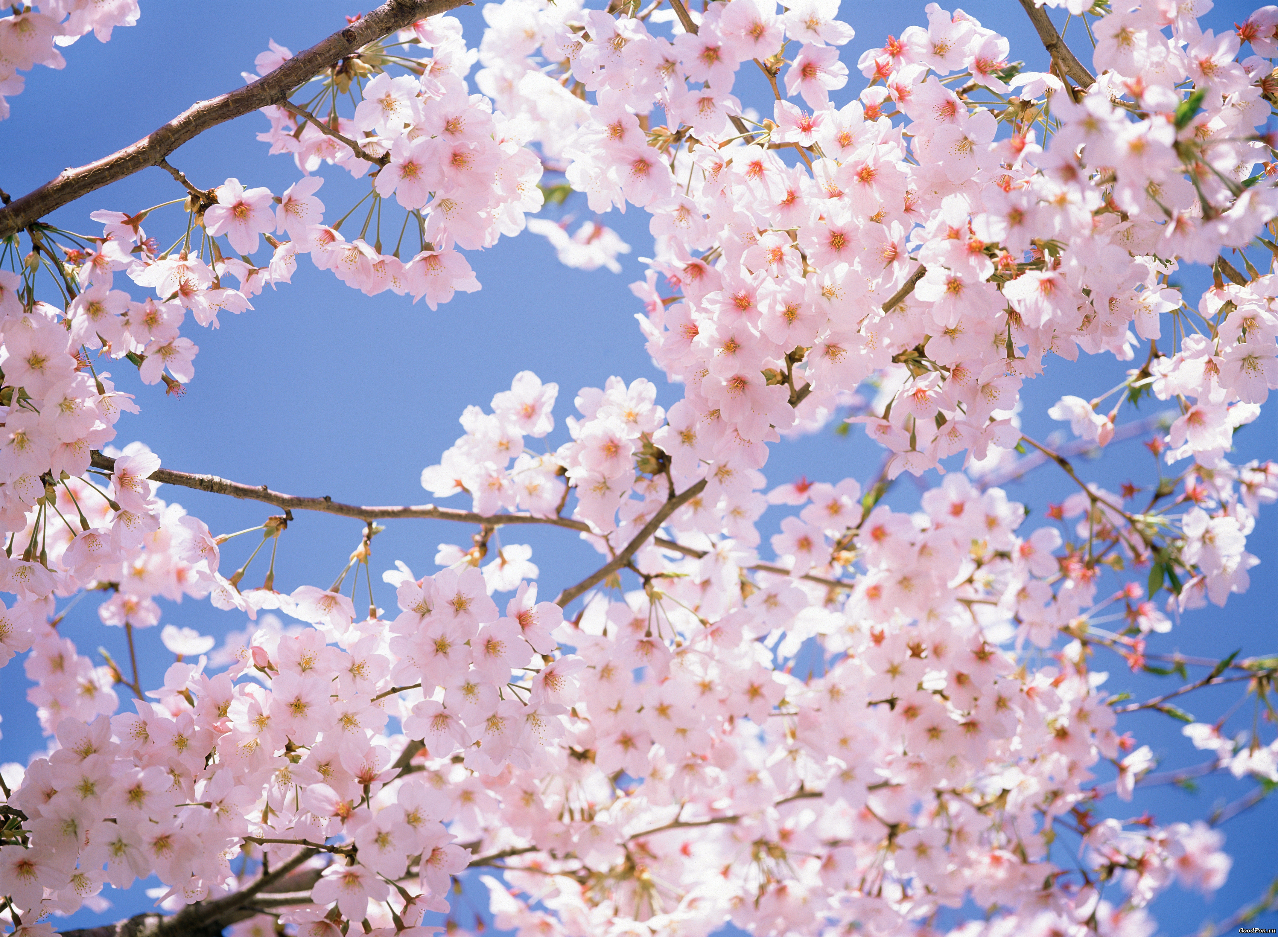 cherry blossom, flowers, japan, park, pink, sakura, spring, white, белые, весна, ветки, вишня, красота, лепестки, небо, нежность, розовые, солнечные лучи, цветущая сакура, цветы, япония