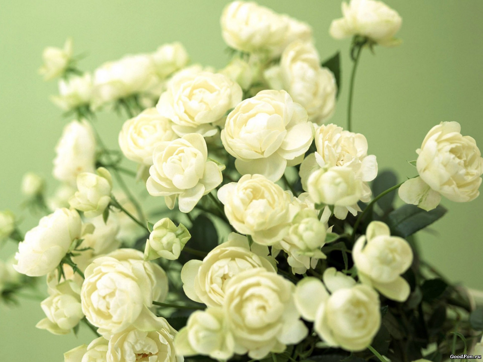 Белое с зеленым цветы без смс